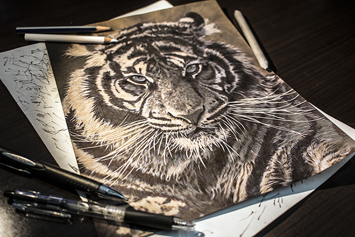700x467 Pencil Pen Drawing Of A Tiger - Tiger Pen Drawing