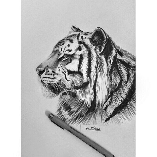 Tiger Pen Drawing at PaintingValley.com | Explore collection of Tiger ...