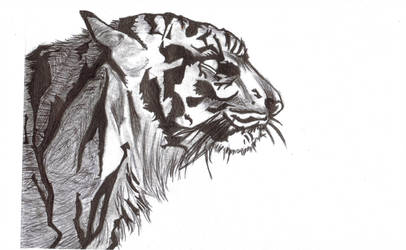406x250 Tiger Pen Drawing - Tiger Pen Drawing