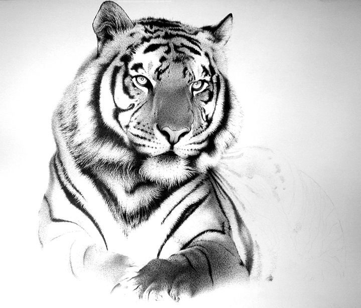 720x614 Tiger - Tiger Pen Drawing