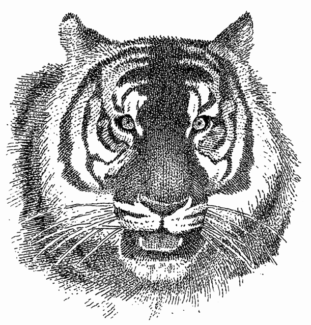 611x638 Tiger Drawing - Tiger Pen Drawing