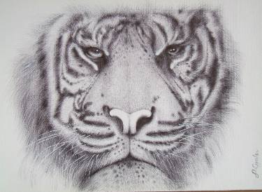 375x274 Tiger Drawing - Tiger Pen Drawing