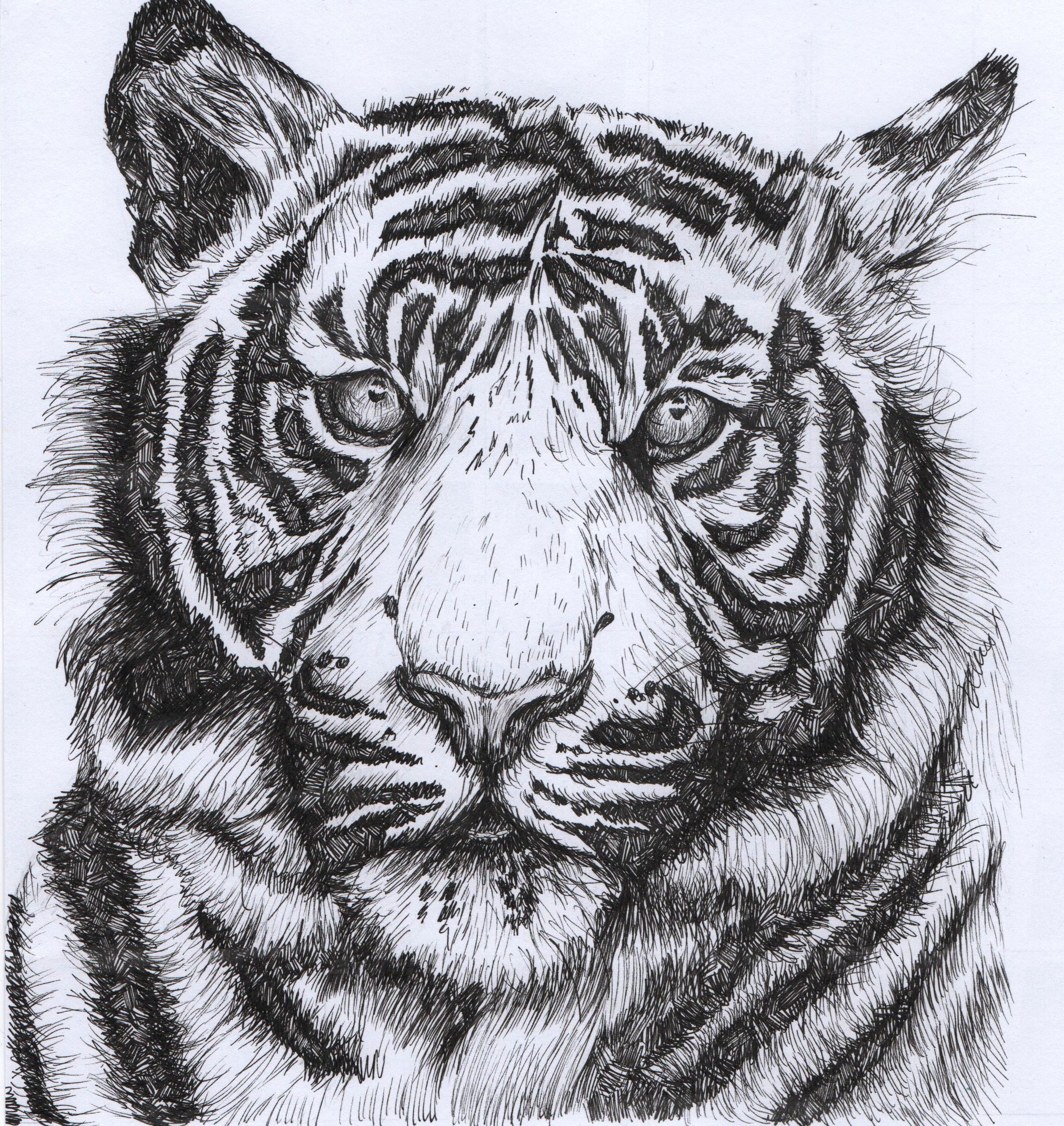 Tiger Pen Drawing at Explore collection of Tiger