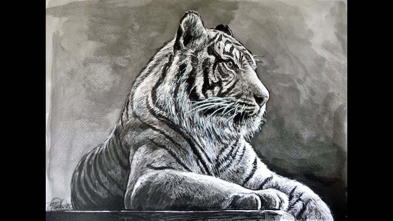 1280x720 Tiger Drawing With Pen And Ink - Tiger Pen Drawing