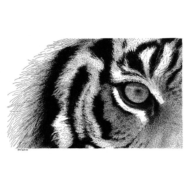 640x640 Eye Of The Tiger In My Drawings Ink Pen Drawings, Black - Tiger Pen Drawing