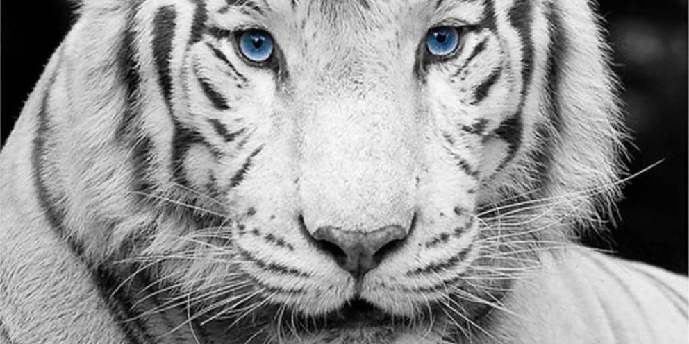 992x496 intro to pen ink drawing a bengal tiger downtown salisbury, md - Tiger Pen Drawing