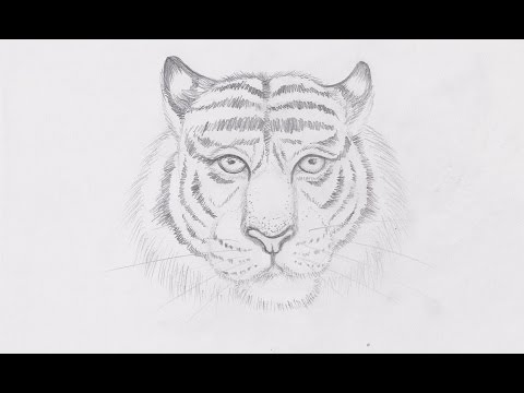 480x360 How To Draw A Tiger Sketch With Pencil - Tiger Pencil Drawing
