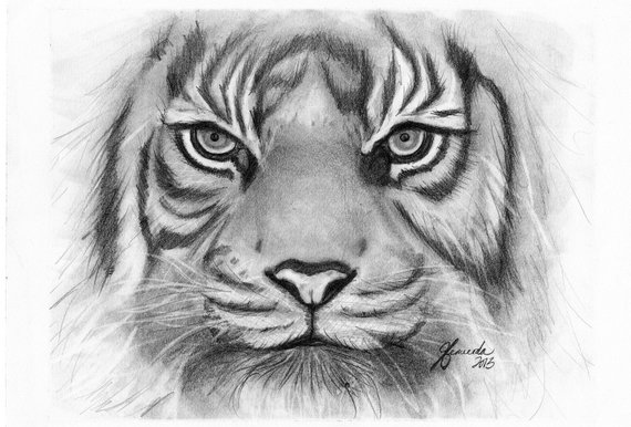 570x386 Pencil Drawing Print Tiger Eyes Etsy - Tiger Pencil Drawing
