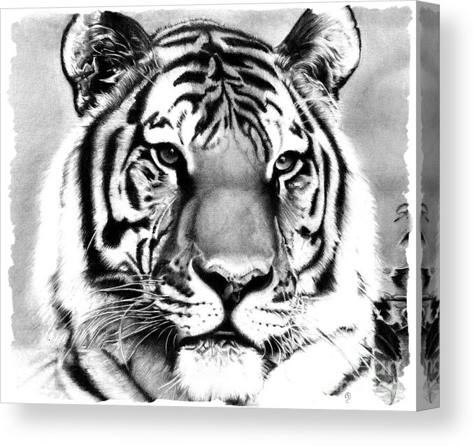 678x637 Realistic Pencil Drawing Of A Tiger Canvas Print Canvas Art - Tiger Pencil Drawing