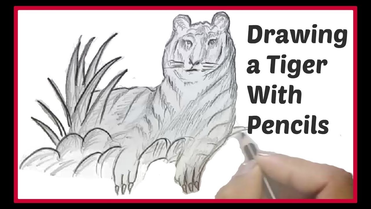 1280x720 Simple Pencil Drawing For Kids Drawing A Tiger Easy - Tiger Pencil Drawing