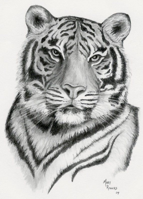570x792 Tiger - Tiger Pencil Drawing