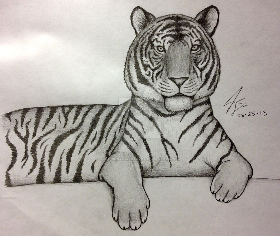 973x821 Tiger Pencil Drawing And Pencil Drawing - Tiger Pencil Drawing