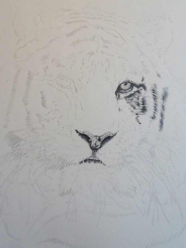 600x801 tiger pencil drawing on pantone canvas gallery - Tiger Pencil Drawing