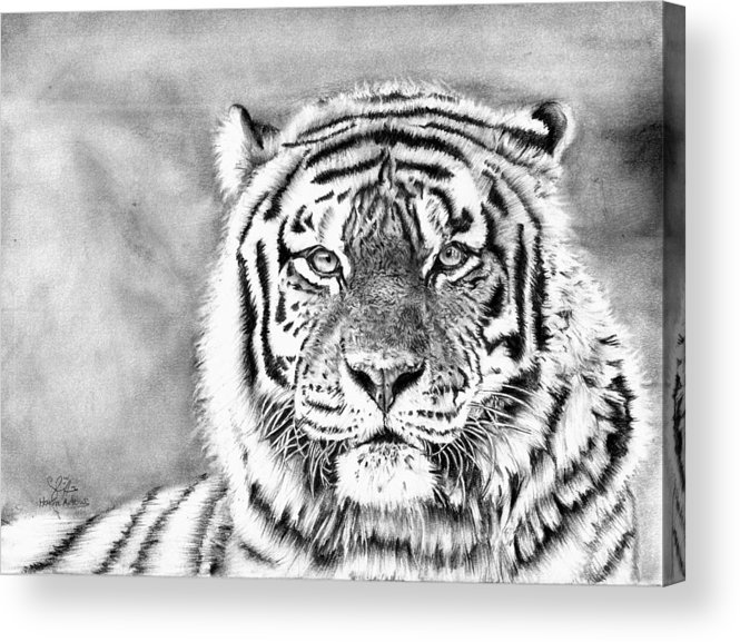 665x577 Tiger Pencil Realistic Drawing Acrylic Print - Tiger Pencil Drawing