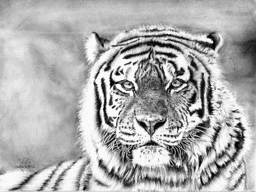 900x677 Tiger Pencil Realistic Drawing Drawing - Tiger Pencil Drawing