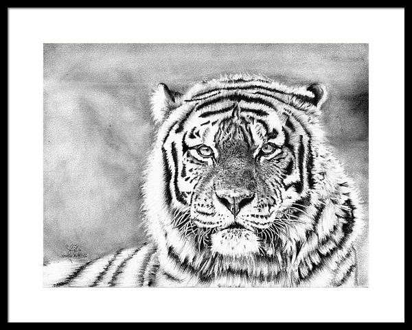 Tiger Pencil Drawing at PaintingValley.com | Explore collection of ...