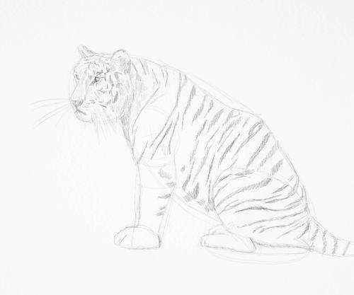 500x417 Tiger Sketch An Online Drawing Tutorial - Tiger Pencil Drawing
