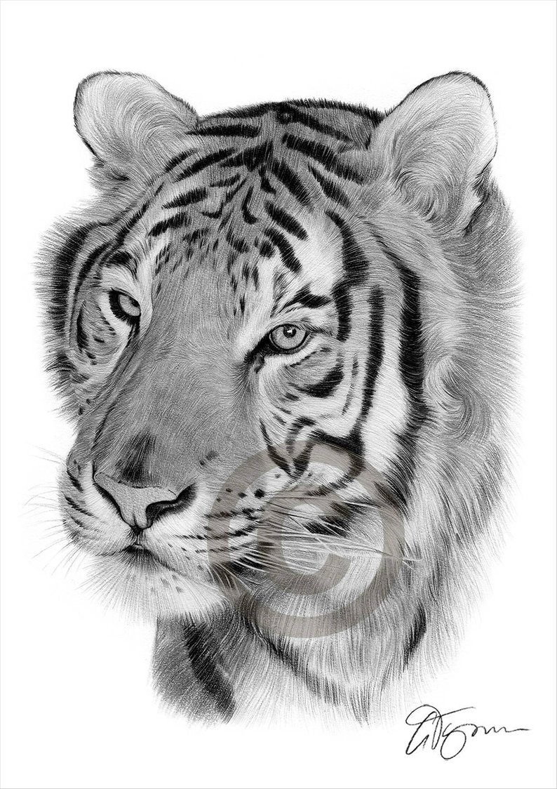 794x1124 tiger artwork bengal tiger pencil drawing print artwork etsy - Tiger Pencil Drawing
