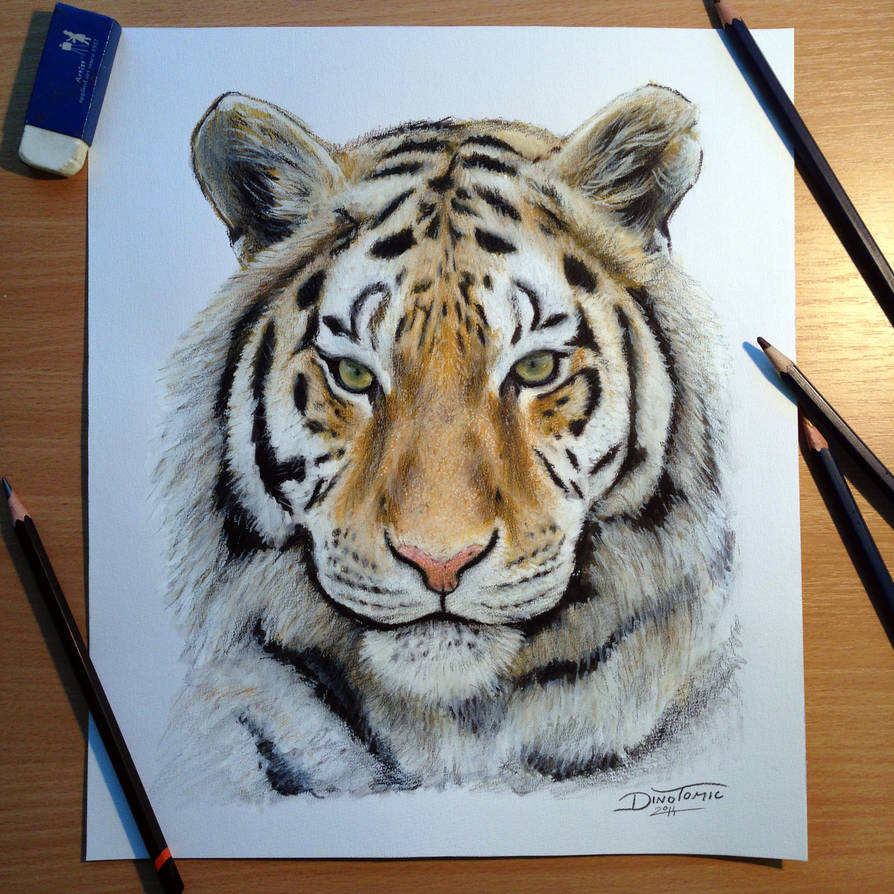 894x894 Tiger Pencil Drawing - Tiger Pencil Drawing