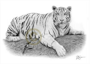 300x212 white bengal tiger pencil drawing art print sizes signed - Tiger Pencil Drawing