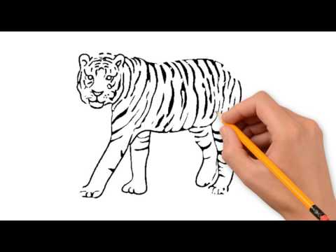 480x360 Tiger Animals Pencil To Draw Step - Tiger Pencil Drawing