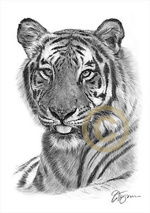 212x300 bengal tiger pencil drawing print sizes signed - Tiger Pencil Drawing