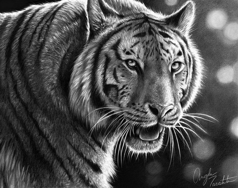 Tiger Pencil Drawing At Explore Collection Of