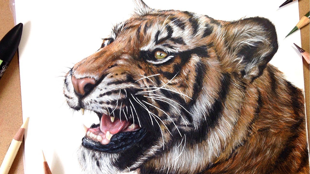 1280x720 How To Draw A Realistic Tiger Marker + Coloured Pencil Drawing - Tiger Pencil Drawing