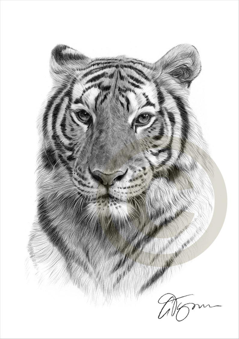 794x1123 Indian Bengal Tiger Pencil Drawing Print Artwork Signed - Tiger Pencil Drawing Images
