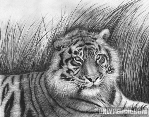 509x400 original sumatran tiger pencil drawing - Tiger Pencil Drawing Images