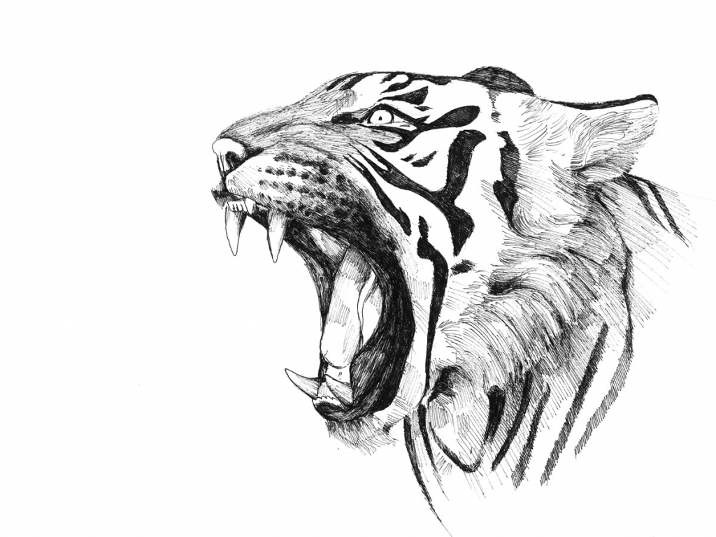 Tiger Pencil Drawing By Tricepterry On Deviantart
