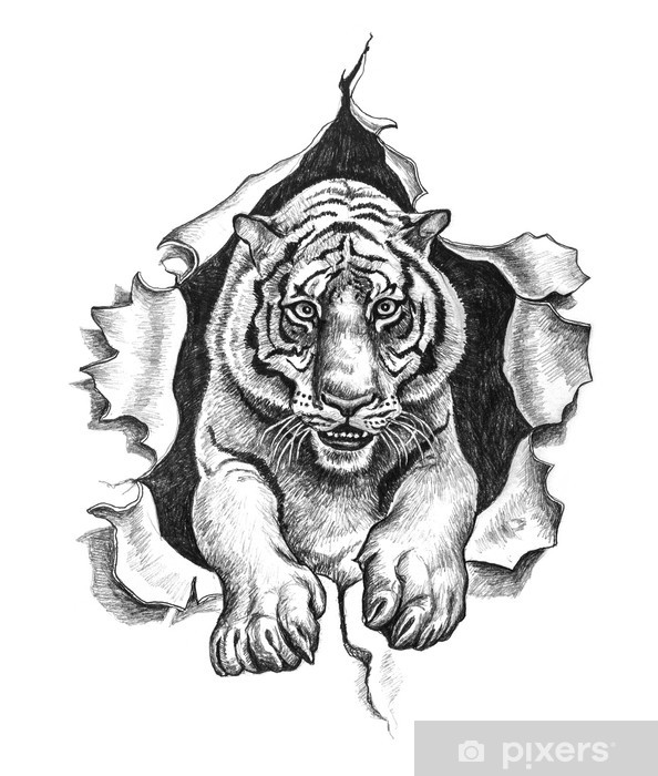  Tiger Pencil Drawing Images at PaintingValley.com 