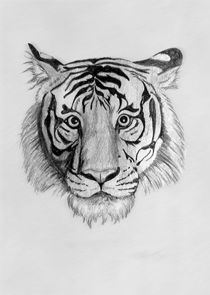425x595 Animal Art - Tiger Pencil Drawing Images