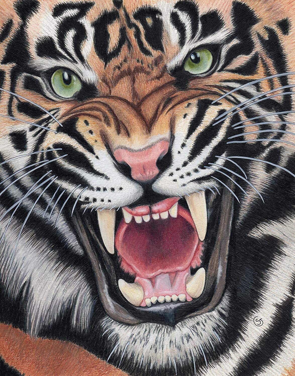 Tiger Pencil Drawing Images at PaintingValley.com | Explore collection ...