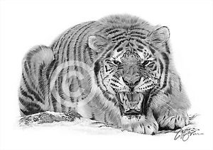 300x212 sumatran tiger pencil drawing art print signed big cat - Tiger Pencil Drawing Images