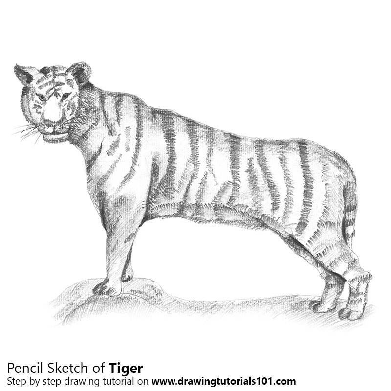 800x800 Tiger Pencil Drawing - Tiger Pencil Drawing Images