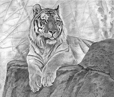 366x311 tiger pencil drawing pencil drawings in pencil art - Tiger Pencil Drawing Images