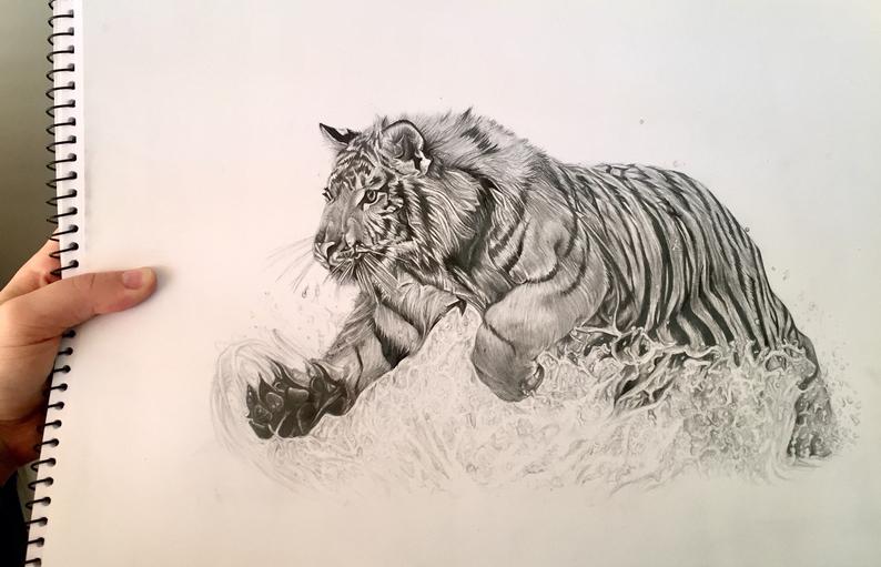 Tiger Pencil Drawing Images at PaintingValley.com | Explore collection ...