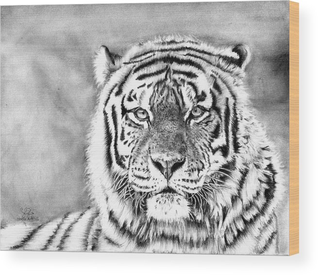 655x567 Tiger Pencil Realistic Drawing Wood Print - Tiger Pencil Drawing Images