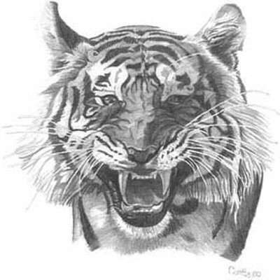 400x400 Tiger Pencil Sketch - Tiger Pencil Drawing Images