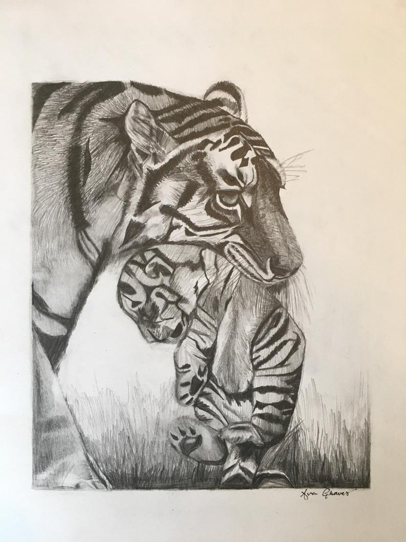 794x1059 Tiger Pencil Drawing Etsy - Tiger Pencil Drawing Images