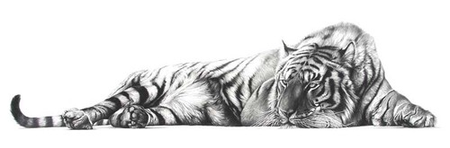 500x165 Tiger Pencil Drawing - Tiger Pencil Drawing Images
