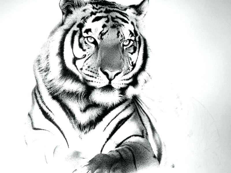 800x600 Coloring Pages For Kids Pdf Halloween Printable Summer Tiger Print - Tiger Print Drawing