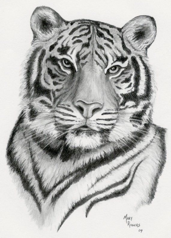 Tiger Print Drawing at Explore collection of Tiger