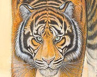 340x270 Tiger Drawing Etsy - Tiger Print Drawing