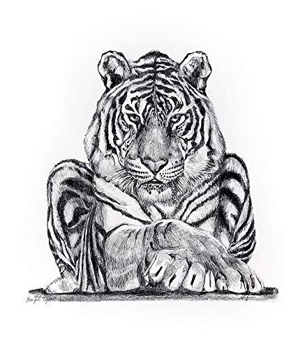437x500 Tiger Print From Original Drawing - Tiger Print Drawing