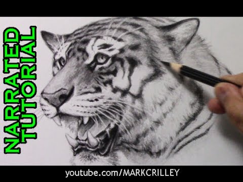 480x360 How To Draw A Tiger - Tiger Profile Drawing
