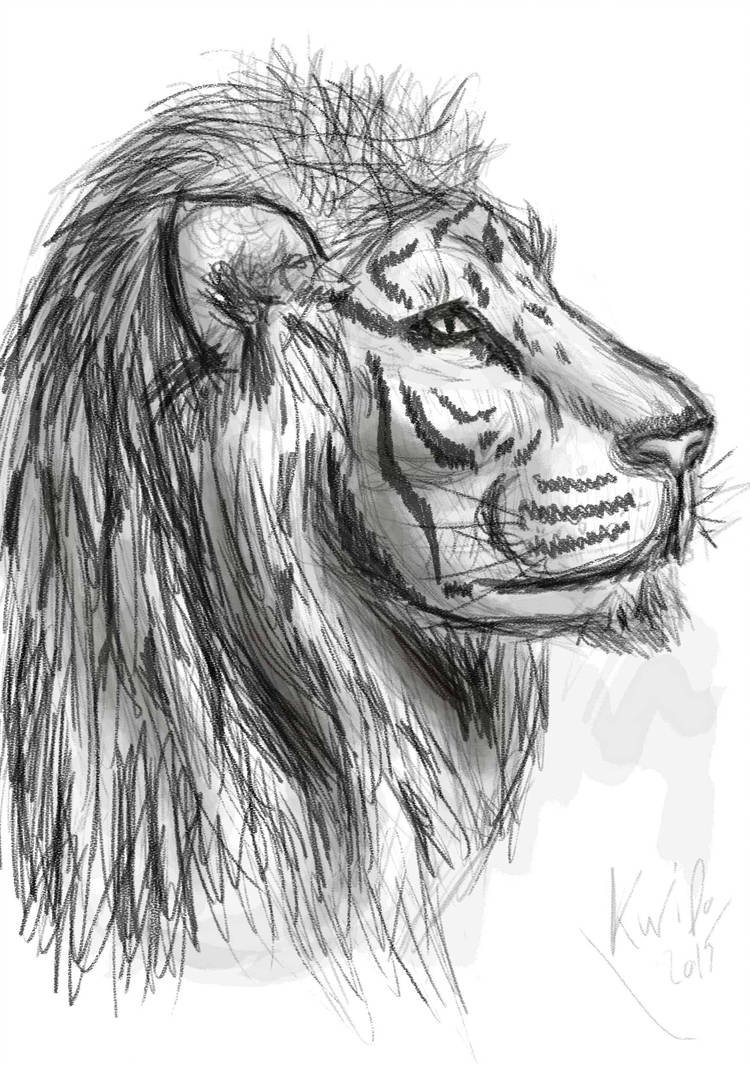 750x1065 Liontiger - Tiger Profile Drawing
