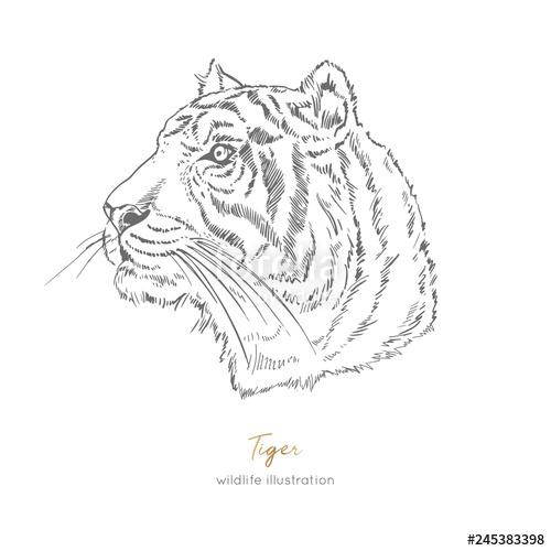 500x500 Profile Vector Portrait Illustration Of Tiger Hand Drawn Ink - Tiger Profile Drawing