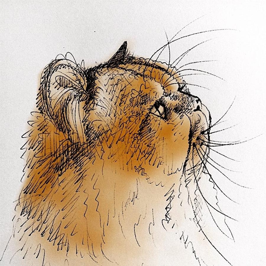 900x900 Purrfect Profile Drawing - Tiger Profile Drawing